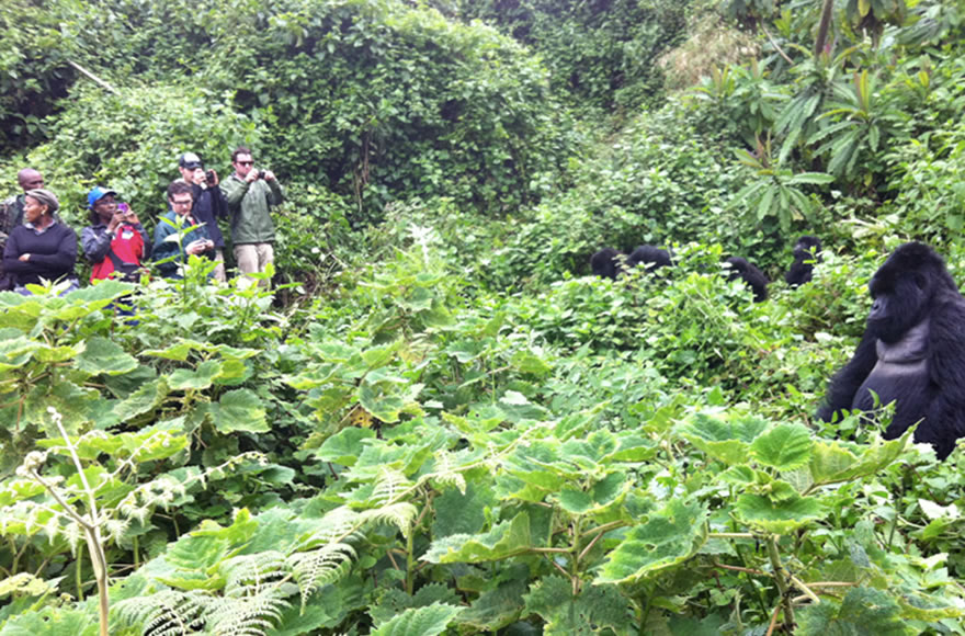 Gorilla Trekking Rule